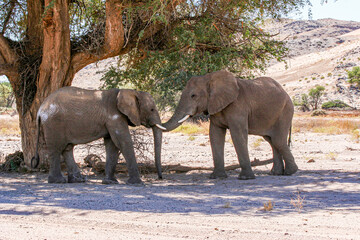 Two Namibian Desert Adapted Elephant siblings tenderly place their trunks in each other's mouth.