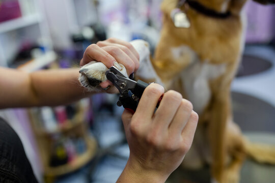 Dog groomer clipping dogs nails