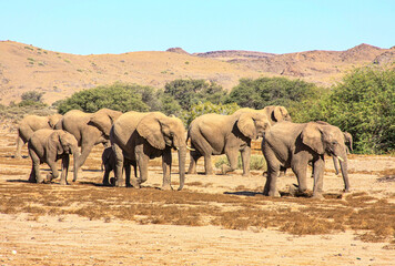 A small breeding family group of Desert Adapted Elephants wandering across the Damaraland desert in an endless search for water during Namibia's scorching dry season.