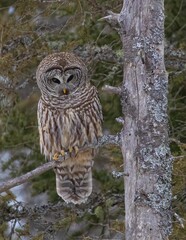 Barred owl hunting in forest