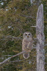 Barred owl hunting in forest
