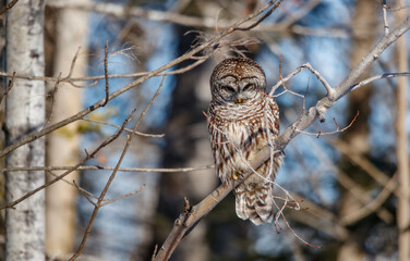 Barred owl hunting in forest