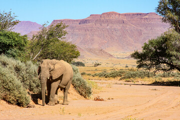 A solitary bull Desert Adapted Elephant found wandering in the Namibian desert.