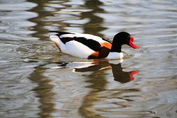 A Shelduck on the water