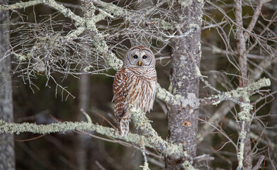 Barred owl hunting in forest