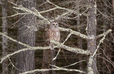 Barred owl hunting in forest