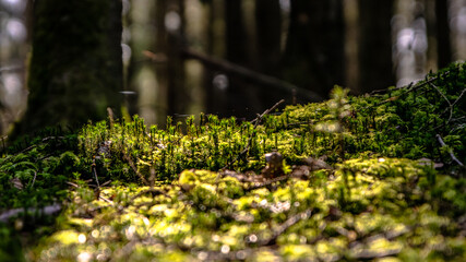 Moss in the woods