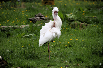 A view of a Spoonbill