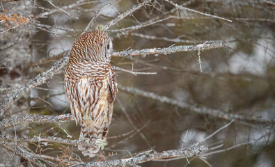 Barred owl hunting in forest