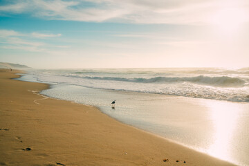 Beach sunset and silhouette of bird.  Beautiful California Central Coast