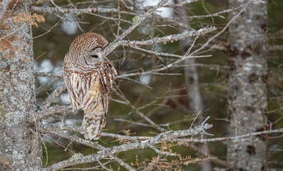 Barred owl hunting in forest