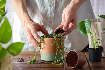Hands pouring soil to a newly transplanted senecio rowleyanus plant, with other baby plants,...