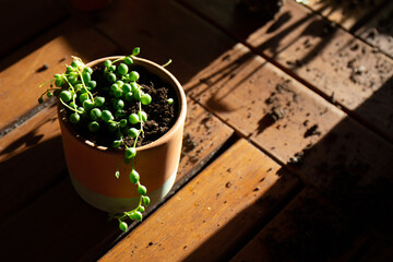 Terracotta pot with Senecio rowleyanus variety plant, on wooden table and beautiful sunset light, gardening.