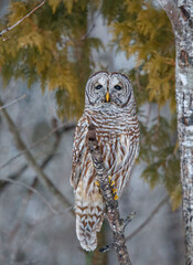 Barred owl hunting in forest