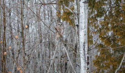 Barred owl hunting in forest