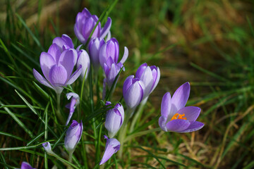 Spring crocuses bloom in the grass. Fresh beautiful purple crocuses, selective focus.