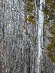 Barred owl hunting in forest