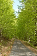 Beautiful tree-lined road in a tree tunnel. Empty road through a beautiful green forest