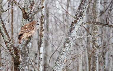 Barred owl hunting in forest