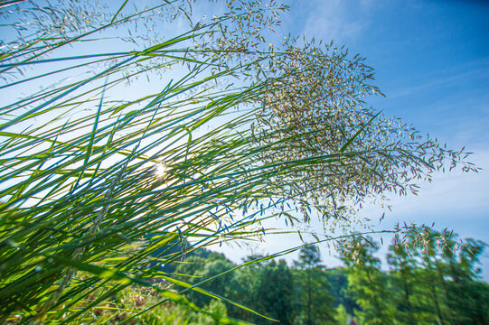 Dawn in the grass in the meadow and a view of the sky.