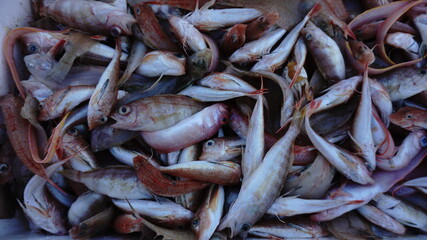 fish at the fishmonger stall