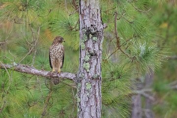 Hawk perched on tree limb