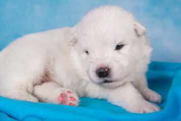 White fluffy small Samoyed puppy dog is sitting on blue