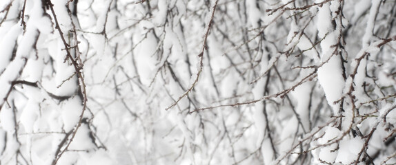 Creative artistic abstract background of frozen winter forest snowy tree