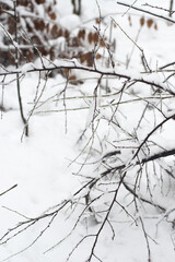 Creative artistic abstract background of frozen winter forest snowy tree