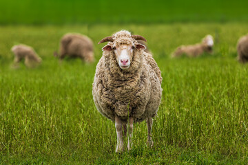 A fat sheep standing grazing in a grassland looking at camera