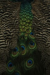 Fototapeta premium close up of peacock feather