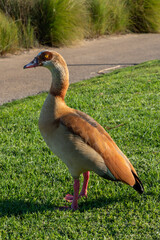 Beautiful Egyptian goose, duck, portrait in Ariel Sharon park