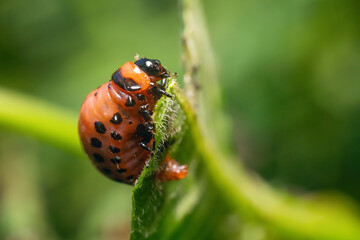 Colorado potato beetle larvae eats potato leaves, damaging agriculture