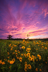 Sunset illuminating colorful clouds over flowers in a prairie. 