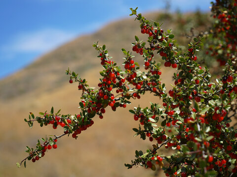 Buffaloberry red berries on a bush with landscape defocused in the background.