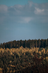 View of a treeline