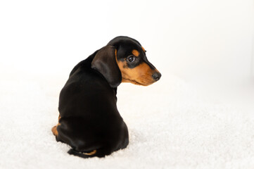 Cute little dachshund dog 10 weeks old