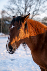 Brown Lusitano mare in the snow winter landscape