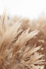 Abstract natural background of soft plants Cortaderia selloana. Pampas grass on a blurry bokeh, Dry...