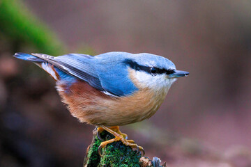 Kleiber (Sitta europaea)