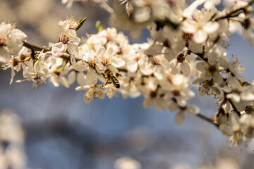 Blooming tree and bees