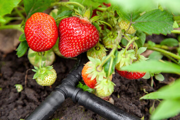 Growing strawberries with drip watering