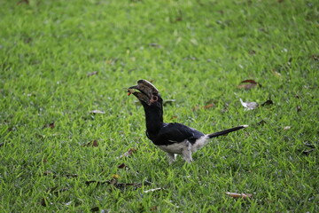 An African bird having breakfast