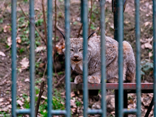 Eurasian lynx looks into the camera from behind the bars of his prison