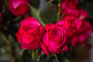 Naklejka premium Bright beautiful bouquet of pink roses, fragment, close. 