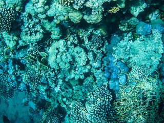 Coral reef image, Sharm El Sheikh, Egypt