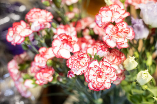 Small bouquet of red and white carnations flowers