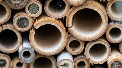 Nature Abstract: Close Look at a Collection of Bee Tubes