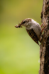 Treecreeper with food