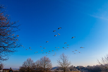 Gänse im Flug